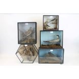 Five various glazed cases containing a Turtle Dove, pair of Wagtails, Common Tern,