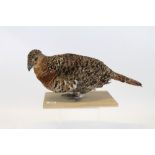 Mounted Female Capercaillie on oak base, bearing Sim Collection label to underside,