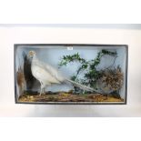 Glazed case containing White Cock Pheasant in naturalistic setting,