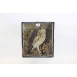 Glazed case containing a Short-Eared Owl in naturalistic setting,