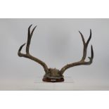 Mounted Stag Antlers on wooden shield,