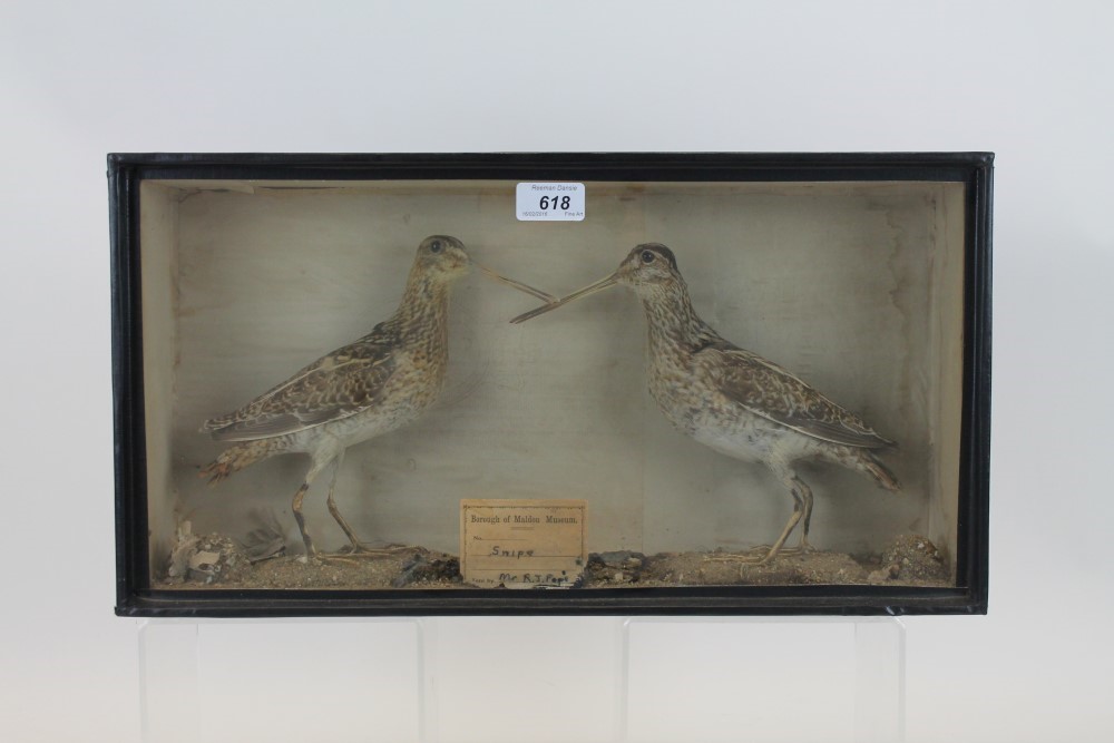 Glazed case containing a pair of Snipes standing on sandy ground, bearing Maldon Museum label, 25.