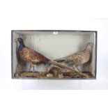 Glazed case containing a Male and Female Pheasant in naturalistic setting,