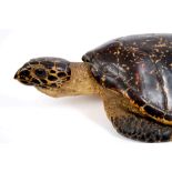 Early 20th century full mounted Hawksbill Turtle,