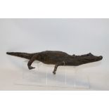 Antique full mounted Crocodile,