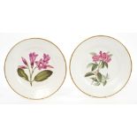 Pair early 19th century Derby botanical plates,
