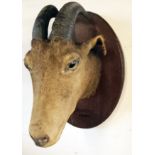An antique stuffed and mounted Indian goat's head with painted inscription Nilgiris (Tamil Nadu)