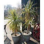 Two potted Torbay palm trees (Cordyline Australis)