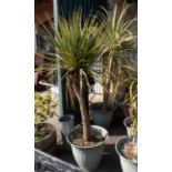 Two potted Torbay palm trees (Cordyline Australis)