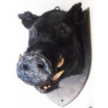 A stuffed and mounted black boar's head set on a stained oak shield shaped wall plaque