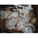 A TRAY OF AND LOOSE SHELLS, FISH, etc, to include two novelty lights