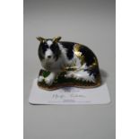 A BOXED LIMITED EDITION ROYAL CROWN DERBY PAPERWEIGHT, 'Border Collie' No.202/2500 signed Jane James