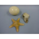 AN OSTRICH EGG, approximately 18cm, a Starfish, approximately 21cm and a Skull (3)