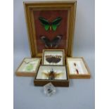 CASED INSECT SPECIMENS, to include Eupatorus Gracilicomis, Phyllium Sicipholium, Sanna Intermedia,