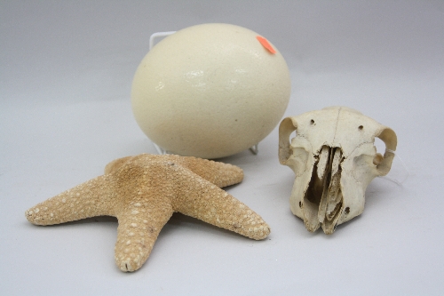 AN OSTRICH EGG, approximately 18cm, a Starfish, approximately 21cm and a Skull (3)