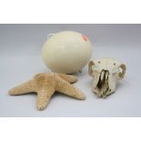 AN OSTRICH EGG, approximately 18cm, a Starfish, approximately 21cm and a Skull (3)