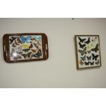 TWO FRAMED BUTTERFLY DISPLAYS, (2)