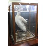 A CASED TAXIDERMY SEABIRD, etc (case lacking back and top panels)