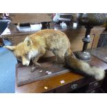 TAXIDERMY, 'Fox', mounted on wooden base