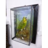 TAXIDERMY, 'Green Parrot' in wall mounted case, George Bazeley Taxidermist label verso