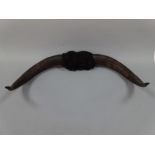 A SET OF WALL HANGING BULL HORNS, approximately 68cm wide