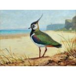 Julian Friers, RUA - LAPWING ON PORTSTEWART STRAND - Oil on Board - 12 x 16 inches - Signed