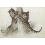 Ralph Thompson, British 1913-2009- ''The Investigators Jaguar Cubs''; watercolour heightened with