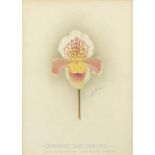 Minnie Walters Anson, British 1875-1959- ''Cypripedium Idina Lee's Var''; watercolour, signed and