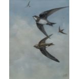 George Edward Lodge FZS, British 1860-1954- Alpine Swifts; watercolour and gouache, signed, 27.8x21.