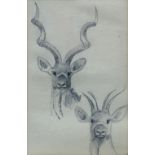 Attributed to John Cyril Harrison, British 1898-1985- Studies of Greater Kudu; pencil, 16.5x10.