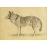 Attributed to John Cyril Harrison, British 1898-1985- Wolf study; pencil,