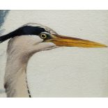 John Cyril Harrison, British 1898-1985- Study of heron's head; watercolour over pencil, 19.