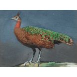 Attributed to John Cyril Harrison, British 1898-1985- Hen Congo pheasant; watercolour over pencil,