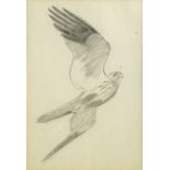 John Cyril Harrison, British 1898-1985- Fish eagle; pencil, 8.8x6.