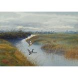 Philip Rickman, British 1891-1982- Mallard rising from a river; watercolour and gouache, signed, 36.
