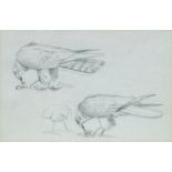 Attributed to John Cyril Harrison, British 1898-1985- Study of harrier feeding young; pencil, 9.