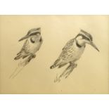 Attributed to John Cyril Harrison, British 1898-1985- African pied kingfisher, (female); pencil, 14.