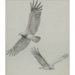John Cyril Harrison, British 1898-1985- Martial eagles; pencil, 18.