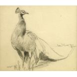 John Cyril Harrison, British 1898-1985- Peacock; pencil, 10.3x12.