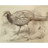 Wolf (Joseph) Pheasant Drawings...original Sketches...