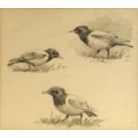 Attributed to John Cyril Harrison, British 1898-1985- Rose-coloured starlings; pencil, 12x13.