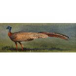 Attributed to John Cyril Harrison, British 1898-1985- Argus pheasant; watercolour over pencil, 7.