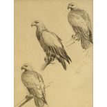 John Cyril Harrison, British 1898-1985- Steppe or golden eagle studies; pencil, 11.