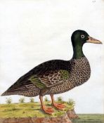 ELEAZAR ALBIN (flourished 1690-1742) English
Waterfowl,