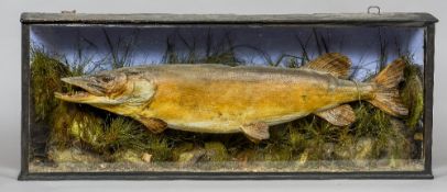 A Victorian taxidermy specimen of a preserved pike (Esox Lucius)
In a naturalistic setting,