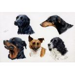 BENJAMIN PERKINS (20th century) British Dog Head Studies Watercolour and bodycolour Signed and