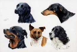 BENJAMIN PERKINS (20th century) British Dog Head Studies Watercolour and bodycolour Signed and