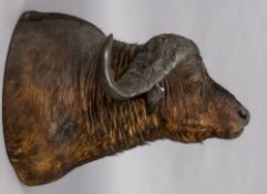 A taxidermy specimen of a preserved African Water Buffalo head,