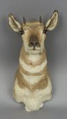A taxidermy specimen of a preserved Pronghorn Antelope head (Antilocapra americana) A metal plate