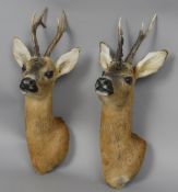 Two taxidermy specimens of preserved male Roe Deer heads (Capreolus capreolus) Both 60 cm high.